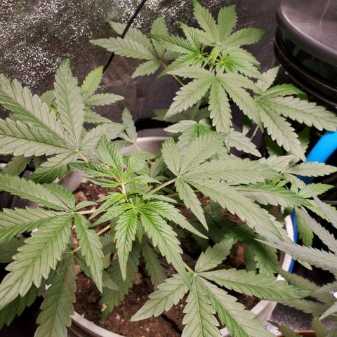 Genética desconocida growlog timeline photo