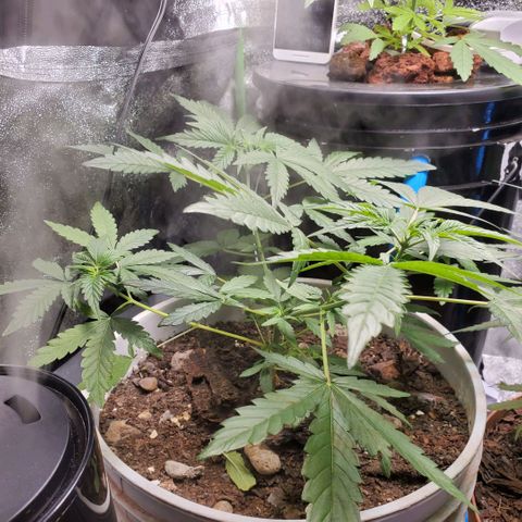 Genética desconocida growlog timeline photo