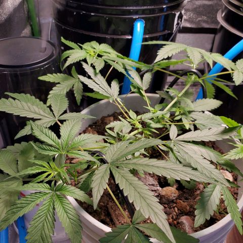 Genética desconocida growlog timeline photo