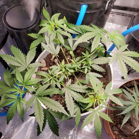 Genética desconocida growlog timeline photo