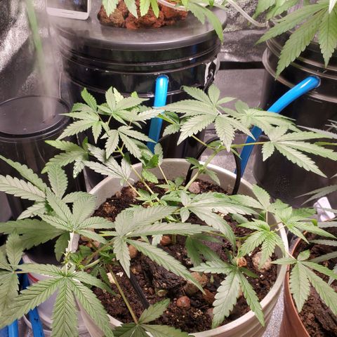 Genética desconocida growlog timeline photo