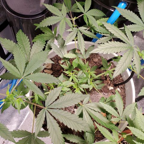 Genética desconocida growlog timeline photo