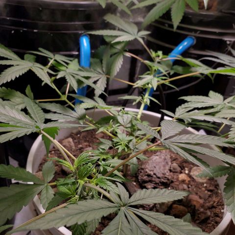 Genética desconocida growlog timeline photo
