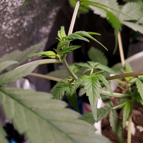 Genética desconocida growlog timeline photo