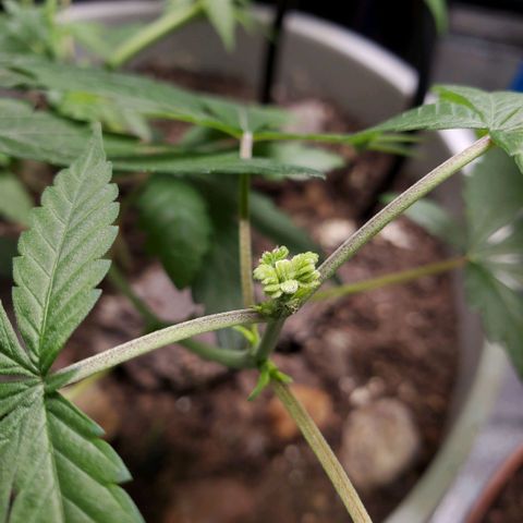 Genética desconocida growlog timeline photo