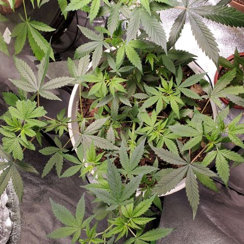 Genética desconocida growlog timeline photo