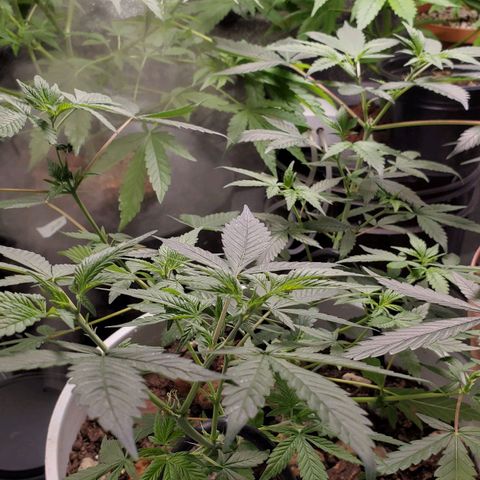 Genética desconocida growlog timeline photo