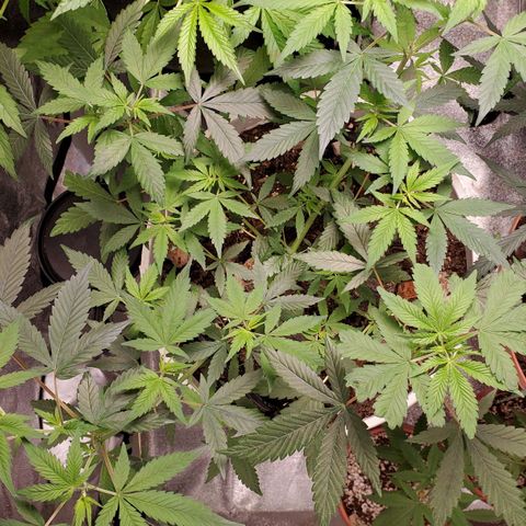 Genética desconocida growlog timeline photo