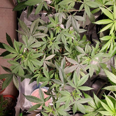 Genética desconocida growlog timeline photo