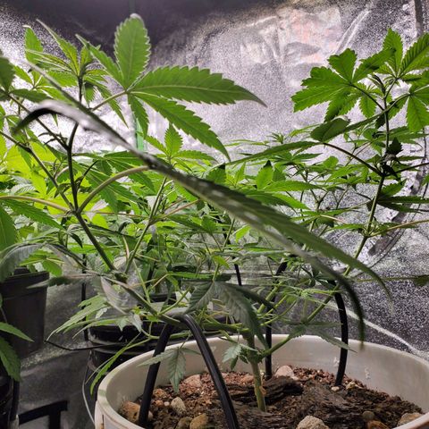 Genética desconocida growlog timeline photo