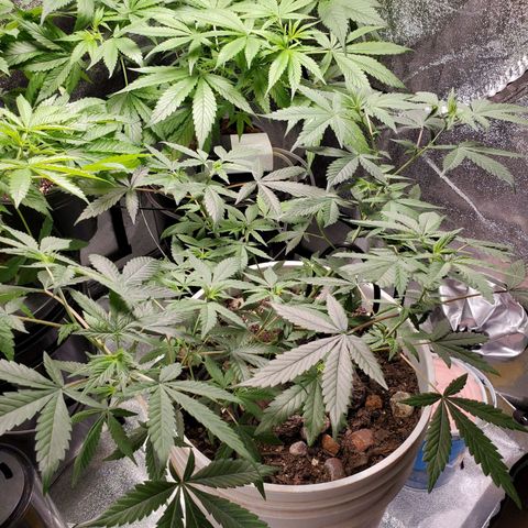 Genética desconocida growlog timeline photo
