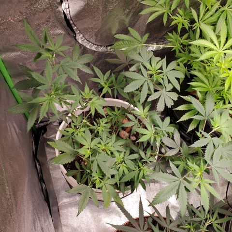 Genética desconocida growlog timeline photo