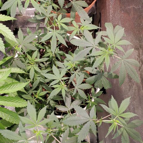 Genética desconocida growlog timeline photo