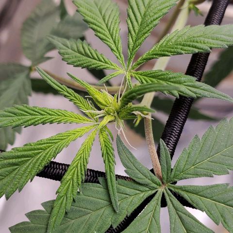 Genética desconocida growlog timeline photo