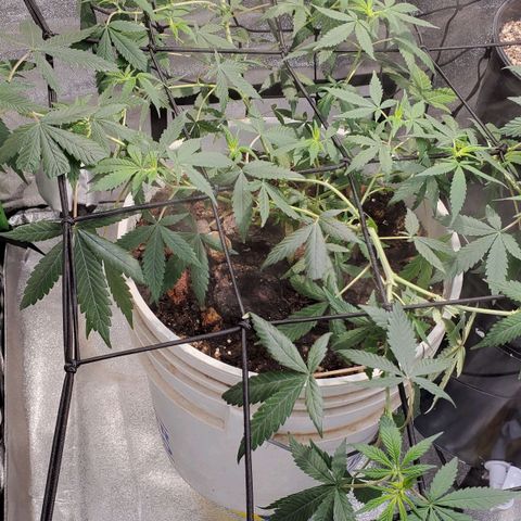 Genética desconocida growlog timeline photo