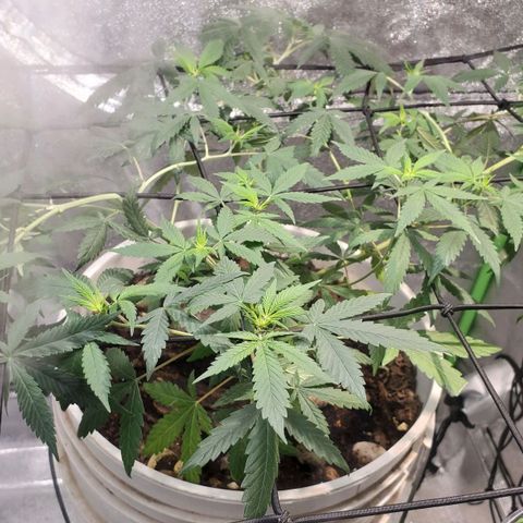 Genética desconocida growlog timeline photo