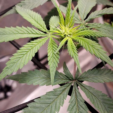 Genética desconocida growlog timeline photo