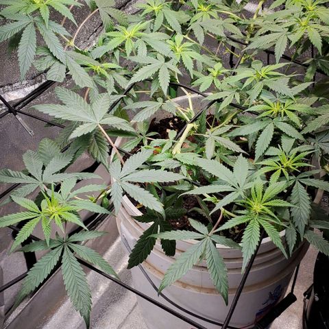 Genética desconocida growlog timeline photo