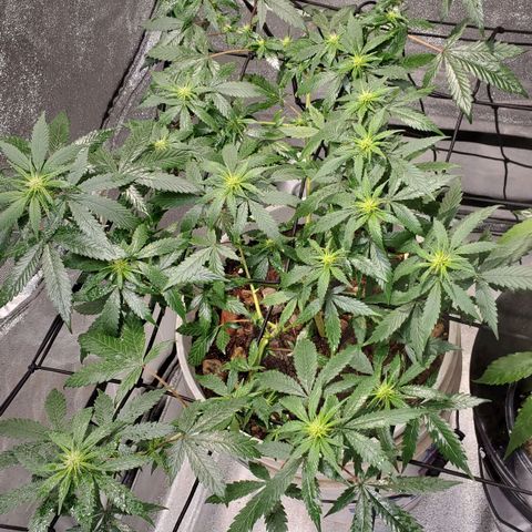 Genética desconocida growlog timeline photo