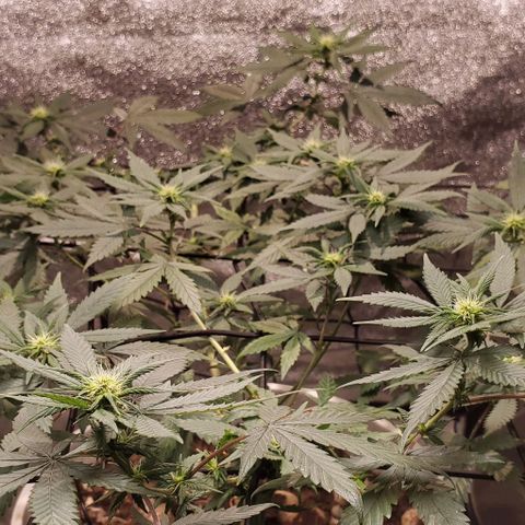 Genética desconocida growlog timeline photo