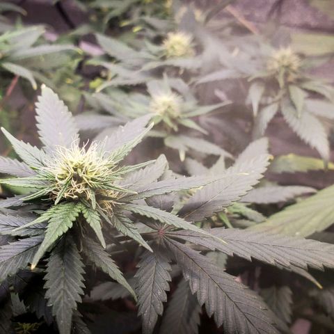 Genética desconocida growlog timeline photo
