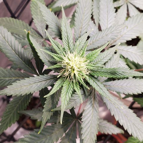 Genética desconocida growlog timeline photo