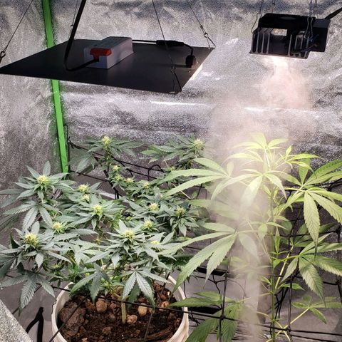Genética desconocida growlog timeline photo