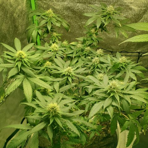 Genética desconocida growlog photo: Cumple un mes 