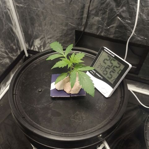 Sublimator Auto growlog timeline photo