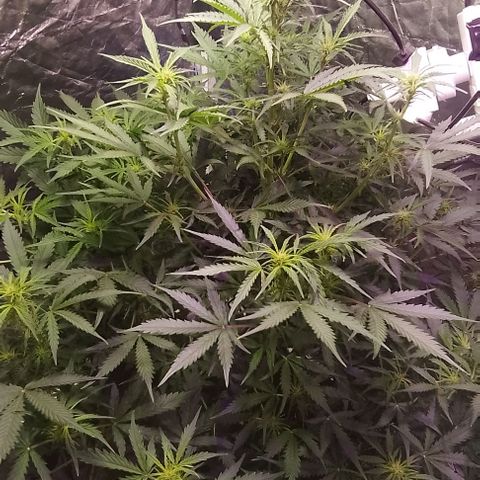 Sublimator Auto growlog timeline photo