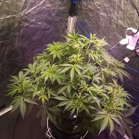 Sublimator Auto growlog timeline photo