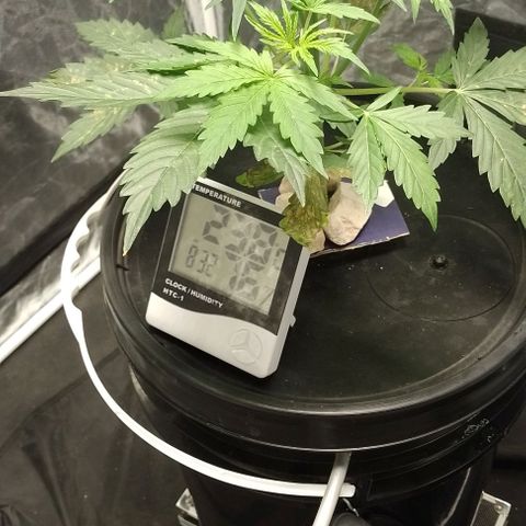 Sublimator Auto growlog timeline photo