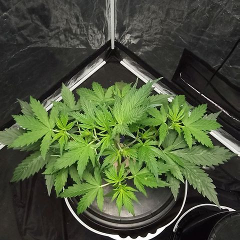 Sublimator Auto growlog timeline photo