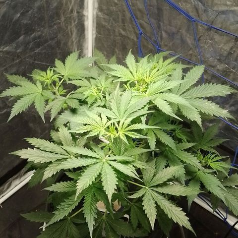 Sublimator Auto growlog timeline photo