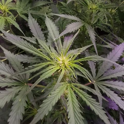 Sublimator Auto growlog timeline photo
