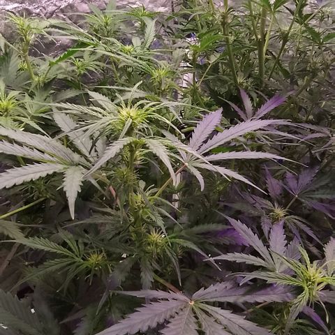 Sublimator Auto growlog timeline photo
