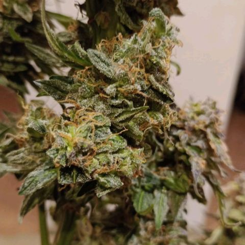 Sublimator Auto growlog timeline photo