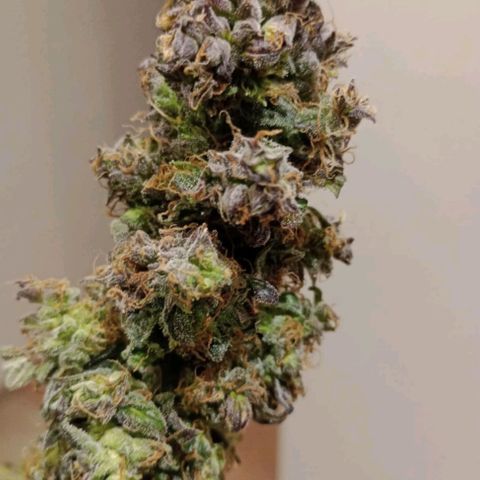 Sublimator Auto growlog timeline photo