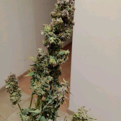 Sublimator Auto growlog timeline photo