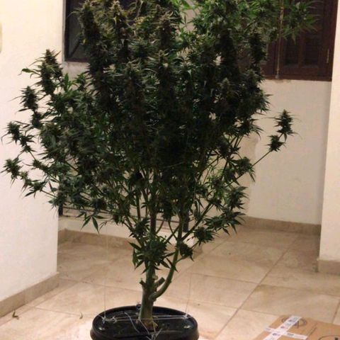 Sublimator Auto growlog timeline photo