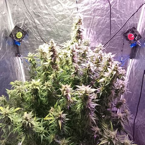 Sublimator Auto growlog timeline photo