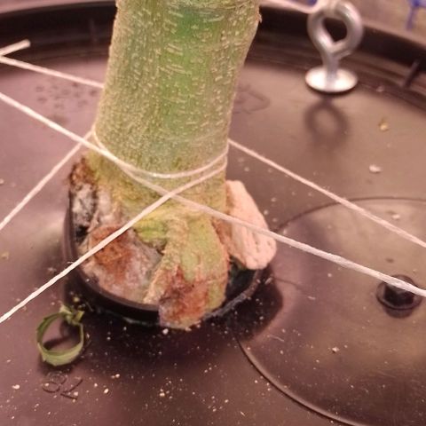 Sublimator Auto growlog timeline photo
