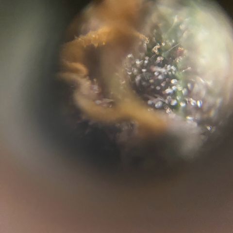 Red Critical Auto growlog timeline photo