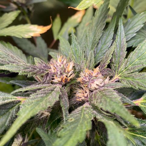 Red Critical Auto growlog timeline photo