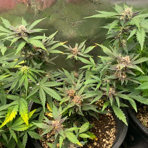 Red Critical Auto growlog timeline photo