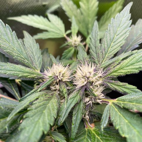 Red Critical Auto growlog timeline photo