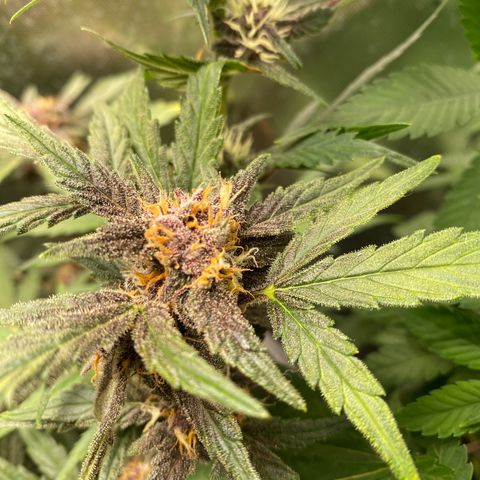 Red Critical Auto growlog timeline photo