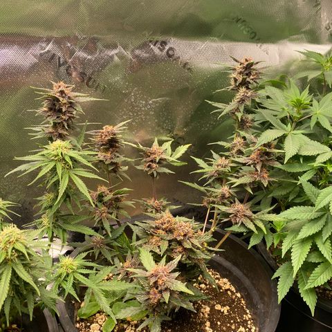 Red Critical Auto growlog timeline photo
