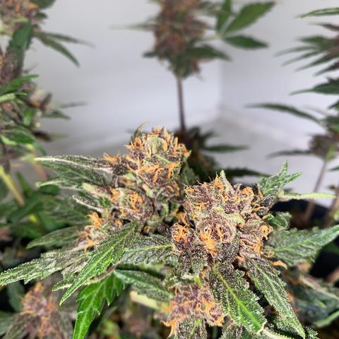 Red Critical Auto growlog timeline photo