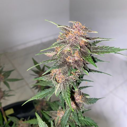 Red Critical Auto growlog timeline photo